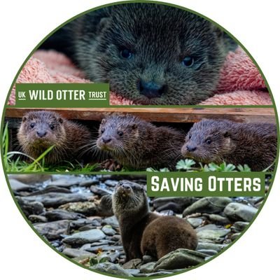 We're dedicated to promoting a positive understanding of #otters and otter #conservation in the UK. 🐾🍃🦦