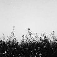 tc (@trivialcap) 's Twitter Profile