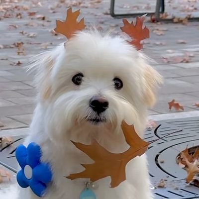 asdfkido's profile picture. 