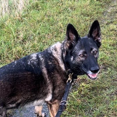 RPDBRodie Profile Picture