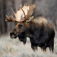 Moose (@moose468) 's Twitter Profile