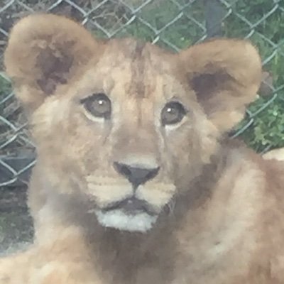 動物好きです
ライオンの赤ちゃん誕生が動物園通いの始まり…
推しはテンちゃん、アムロくん…今ではみ〜んな推し✨✨
愛しい動物さん達が幸せに過ごせることを願ってます
(アムロくんは2023.4.23天国へ😭)