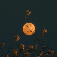 . (@aljawharamosque) Twitter profile photo