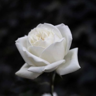 _o_Obsidian_o_'s profile picture. 