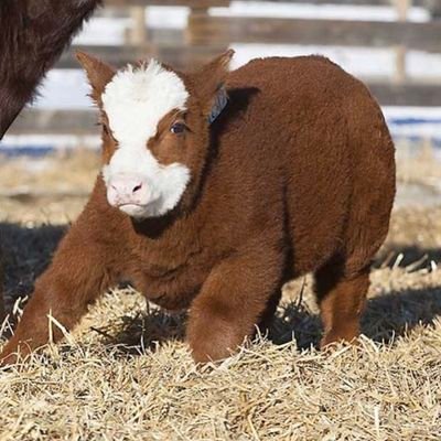 Ashurleee's profile picture. Jesus is truly Lord