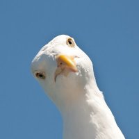 Seagull(@MajstcSeagull) 's Twitter Profile Photo