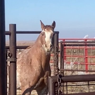 traveling ranch hand and fence builder.