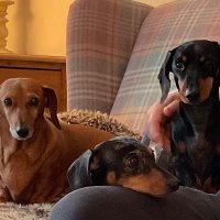 Scamp, Bob & Titch(@TheScampDachs) 's Twitter Profileg