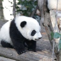 Houston Fahey (@faheyhoust46515) 's Twitter Profile
