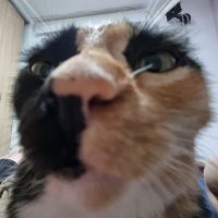 Lia Smitham (@liasmitham35146) 's Twitter Profile