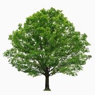 ml_robertson's profile picture. 