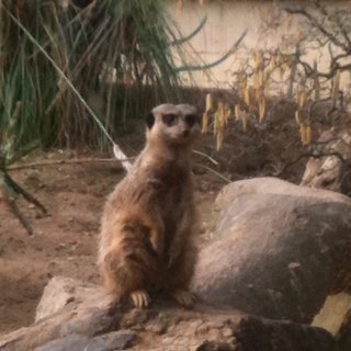 pixielala84's profile picture. 