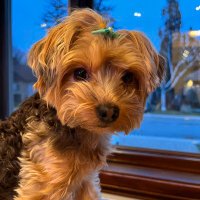 SEN AFK (@thatafknoob) 's Twitter Profile
