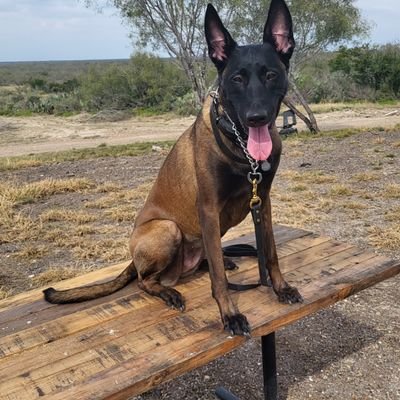 TexasTrue51's profile picture. Christian conservative. 20 years of education.  2 simple beliefs. There is right and wrong.