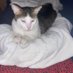 Itโs just T Cat (kimmie) (@kimmiemiller13) Twitter profile photo Itโs just T Cat (kimmie) (@kimmiemiller13) Twitter profile photo