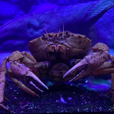 Dr_masa_radonc's profile picture. 放射線科専門医/放射線治療専門医/PGY9/PhD/USMLE 2024.1-step1&2CK&OET pass/2026年あたりで留学したい