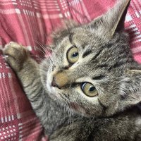 sanbantai- ginyoku (@s_ginyoku) Twitter profile photo