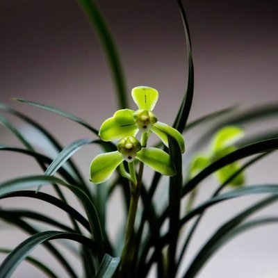 brocodito's profile picture. 