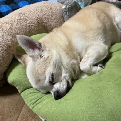 BFg0V8fK9Gzhise's profile picture. 至らないこと、失礼なことしていたらすみません🙇‍♂️平日は特に低浮上です。ゲームはもうやってないに等しく、いまは仕事人間となってます🥸