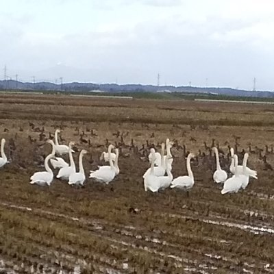 小牛田出身。通訳案内士中国語。面白かった中華ドラマ、開端、以家人之名、大江大河、想见你、扫黑风暴、隐秘的角落、狂飙、去有风的地方、我在未来等你。台湾映画も好物。我的少女時代、比悲伤更悲伤的故事、今後何度も繰り返し観るでしょう。週末は三陸海岸防波堤に出没多し。