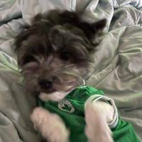 Julesha ☘️ (@luv4annie) 's Twitter Profile