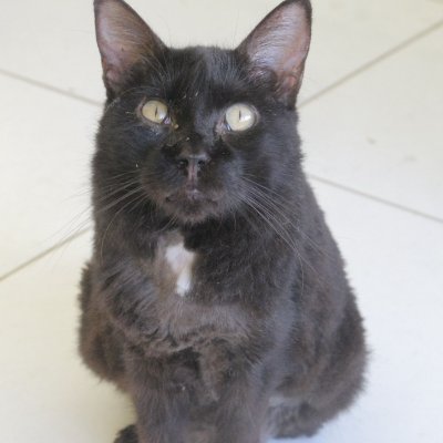 Somos uma ONG que resgata gatinhos dos bairros afetados pela mineração da Braskem em Maceió. #braskemcriminosa
We are an ONG that rescues kittens from neighborh