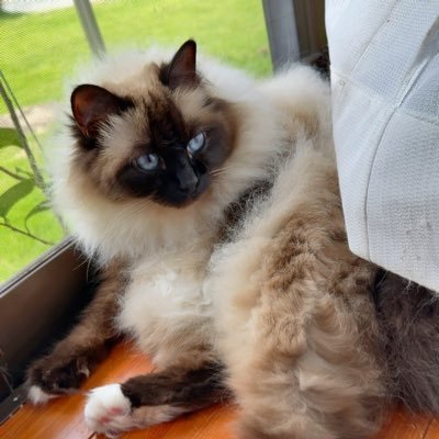 猫に囲まれて生活してます。 ダイビングと猫をこよなく愛してます。ダイビングも幾度の手術を乗り越えて復帰!! 来年は潜りまくりますw ドラクエウォーク、信長 覇道などを楽しんでいます