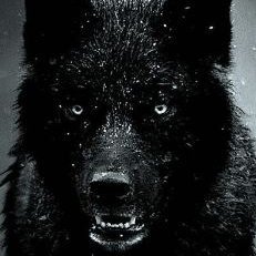 lonewolf_rogue Profile Picture