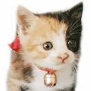 ri__ry's profile picture. ねこがすき。
みずタイプ(雨女)
アイコンは20年前に飼ってたねこ。
島民🏝️(万代島に行きたい人)
どぅー・いっと・ゆあせるふ、DIYアニメ関連呟き多めです。
60〜65db