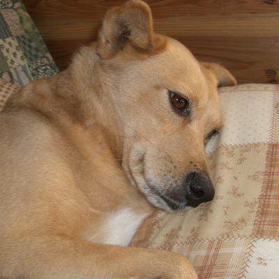 FbPtrhs3oj88128's profile picture. れいわが生き甲斐🐾福のポスター届きました😍表通りの窓に貼っています😊