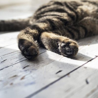 MirasHindPaws's profile picture. The inspired, curated co-mingling of the sensibilities of Franco, Fujimori & Pinochet, but with additional caffeine, and far less patience for filthy Bolshies.