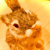 ろーたす (@kimi_chouchou) 's Twitter Profile Photo