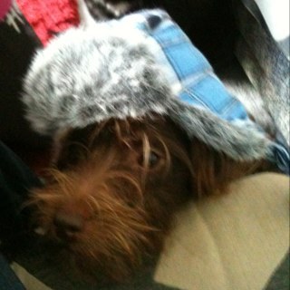 Tommybigpaws's profile picture. 