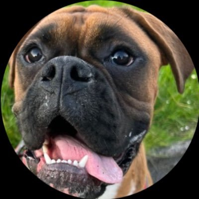 cujoboxer Profile Picture