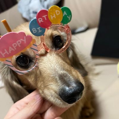 bati_Draw's profile picture. Mダックス︎︎ /11歳/♀/はなちゃんです🌸/変なアカウント以外フォロバします🤝/ #ダックスのいる暮らし