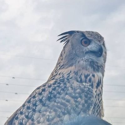 同居してる動物達の可愛い姿を沢山投げるところ。
🦉信濃(2022.4.27)
🦎わらび🦎チロル(2025.2.25)🐸御一行様
同居してる人間は絶賛大不調中家族に癒されてようやく生きてる。