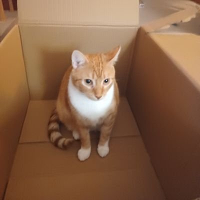 KatNotCat4's profile picture. 《I'm just a thing who makes videos || Gender thingy || I steal and repost memes || If I offend you, cry about it || 15》