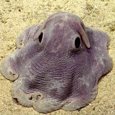 Dumbo Octopus that has wifi in the deep sea. OW Ashe Main🤠 SSBU🔥 Godzilla🐉 SoulsBorne🗡Battlebots🤖 cephalopod uprising🐙