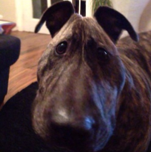 spikeybud's profile picture. 