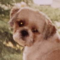 shoos4u🌻🦋(Alffy)🌲 (@shoos4u) 's Twitter Profile Photo shoos4u🌻🦋(Alffy)🌲 (@shoos4u) 's Twitter Profile Photo