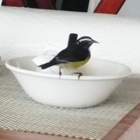 Steve Woolfall (@stevewoolie) 's Twitter Profile