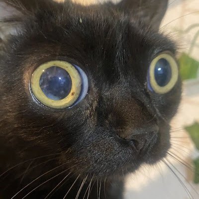 jonathanha91621's profile picture. Skibidi