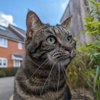 Lola The 3-Legged Cat 🏳️‍🌈👸🇺🇦 (@lolalegged) Twitter profile photo