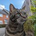 Lola The 3-Legged Cat 🏳️🌈👸🇺🇦 (@lolalegged) Twitter profile photo Lola The 3-Legged Cat 🏳️🌈👸🇺🇦 (@lolalegged) Twitter profile photo