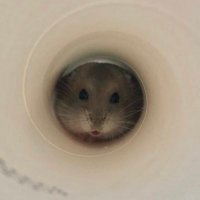 らむるり (@ta5pv) 's Twitter Profile Photo