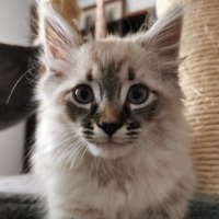 Petit Lay (@petit_lay) 's Twitter Profile Photo