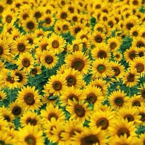 nuninaa's profile picture. 