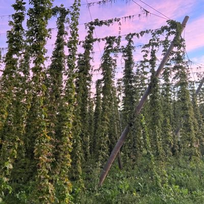 Ali547815735457's profile picture. 