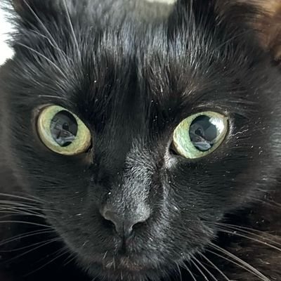 sbubolo's profile picture. Meow