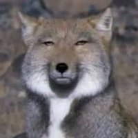 🐕わんこ🐕 (@feelinagoodmood) 's Twitter Profile Photo 🐕わんこ🐕 (@feelinagoodmood) 's Twitter Profile Photo